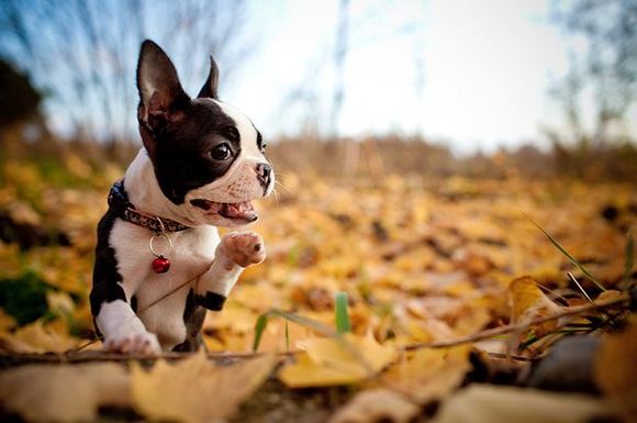 Dogs-in-Leaves-10